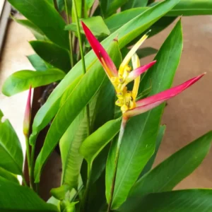 2 Orange Heliconia Rhizomes, Multicolor Tropical Heliconia Roots, Live Rhizomes for Garden or Home Landscaping