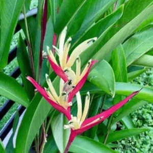 2 Tropical Orange Heliconia Rhizomes, Live Heliconia Roots, Multicolor Heliconia Plant for Exotic Gardens And Outdoor Decor
