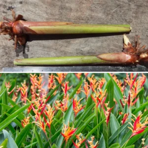 2 Orange Heliconia Rhizomes, Multicolor Tropical Heliconia Roots, Live Rhizomes for Garden or Home Landscaping