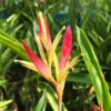 2 Orange Heliconia Rhizomes, Multicolor Tropical Heliconia Roots, Live Rhizomes for Garden or Home Landscaping