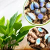 Blue Turmeric Roots for Planting, Pack 2 Fresh Turmeric Rhizomes, Live Turmeric Plant for Home Gardens, Rare Turmeric Tubers