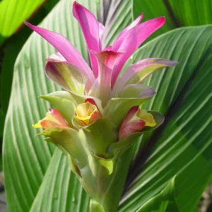 Blue Turmeric Roots for Planting, Pack 2 Fresh Turmeric Rhizomes, Live Turmeric Plant for Home Gardens, Rare Turmeric Tubers