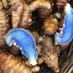 Blue Turmeric Roots for Planting, Pack 2 Fresh Turmeric Rhizomes, Live Turmeric Plant for Home Gardens, Rare Turmeric Tubers