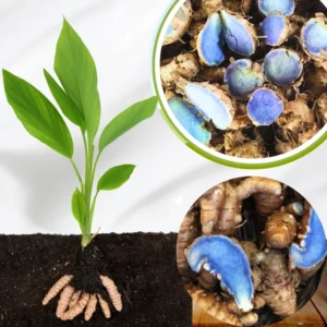 2 Fresh Blue Turmeric Rhizomes, Turmeric Live Plants, Rare Turmeric Roots for Gardening and Easy Growing, Turmeric Tubers