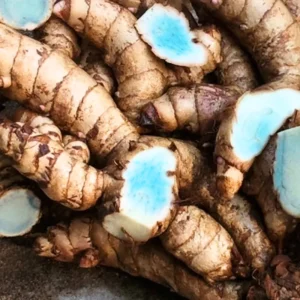 2 Fresh Blue Turmeric Rhizomes, Turmeric Live Plants, Rare Turmeric Roots for Gardening and Easy Growing, Turmeric Tubers