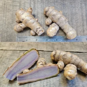 2 Fresh Blue Turmeric Rhizomes, Turmeric Live Plants, Rare Turmeric Roots for Gardening and Easy Growing, Turmeric Tubers