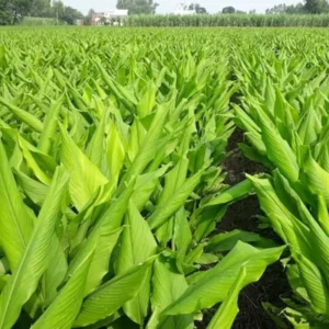 2 Fresh Blue Turmeric Rhizomes, Turmeric Live Plants, Rare Turmeric Roots for Gardening and Easy Growing, Turmeric Tubers