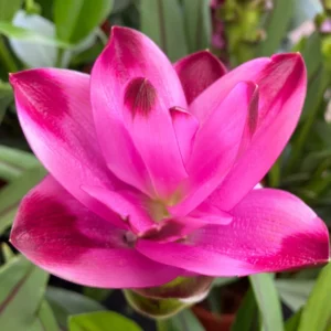 2 Lbs Fresh Turmeric Rhizomes, Curcuma Turmeric Live Plants, Yellow Turmeric Roots for Gardening, Turmeric Tubers