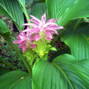 2 Lbs Fresh Turmeric Rhizomes, Curcuma Turmeric Live Plants, Yellow Turmeric Roots for Gardening, Turmeric Tubers