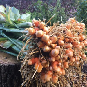 Yellow Turmeric Roots for Planting, 1 Lb Fresh Turmeric Rhizomes, Live Curcuma Turmeric Plant for Home Gardens
