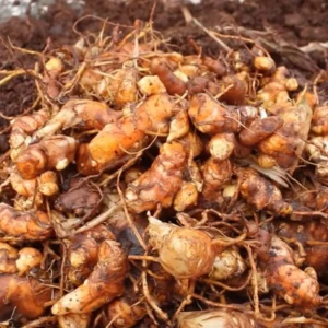Yellow Turmeric Roots for Planting, 1 Lb Fresh Turmeric Rhizomes, Live Curcuma Turmeric Plant for Home Gardens