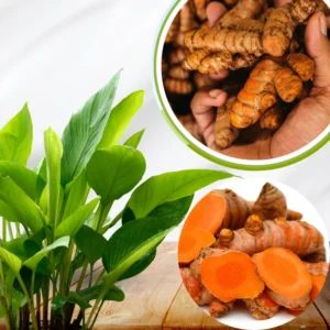 2 Lbs Fresh Turmeric Rhizomes, Curcuma Turmeric Live Plants, Yellow Turmeric Roots for Gardening, Turmeric Tubers