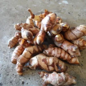 2 Lbs Fresh Turmeric Rhizomes, Curcuma Turmeric Live Plants, Yellow Turmeric Roots for Gardening, Turmeric Tubers