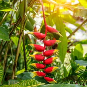 2 Hanging Lobster Claw Heliconia Rostrata Rhizomes, 6-12