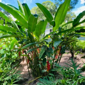 2 Hanging Lobster Claw Heliconia Rostrata Rhizomes, 6-12
