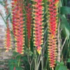 2 Hanging Lobster Claw Heliconia Rostrata Rhizomes, 6-12" Tall, Live Tropical Bird Of Paradise Plant, Heliconia Flowers for Garden