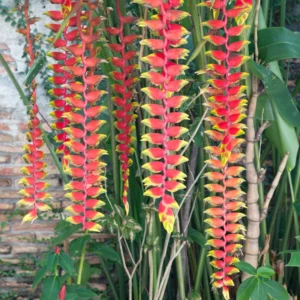 2 Hanging Lobster Claw Heliconia Rostrata Rhizomes, 6-12