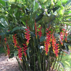 2 Hanging Lobster Claw Heliconia Rostrata Rhizomes, 6-12