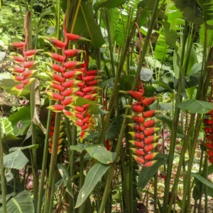 4 Heliconia Rostrata Live Plants, Hanging Lobster Claw Heliconia Rhizomes, Tropical Bird of Paradise Well Rooted Plants, 6-12 Inc