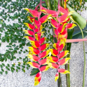 4 Heliconia Rostrata Live Plants, Hanging Lobster Claw Heliconia Rhizomes, Tropical Bird of Paradise Well Rooted Plants, 6-12 Inc