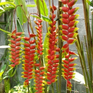 4 Heliconia Rostrata Live Plants, Hanging Lobster Claw Heliconia Rhizomes, Tropical Bird of Paradise Well Rooted Plants, 6-12 Inc