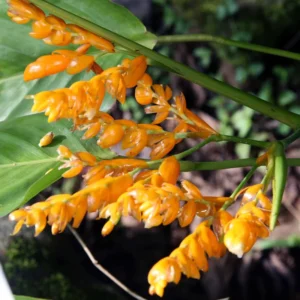 2 Yellow Heliconia Rhizomes, Multicolor Tropical Heliconia Well Rooted 10 Inc for Garden or Home Landscaping