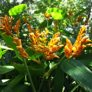 2 Yellow Heliconia Rhizomes, Multicolor Tropical Heliconia Well Rooted 10 Inc for Garden or Home Landscaping
