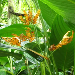 2 Tropical Yellow Heliconia Rhizomes, Live Heliconia Well Rooted 10 Inc, Multicolor Heliconia Plant for Exotic Gardens