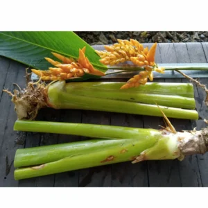 2 Yellow Heliconia Rhizomes, Multicolor Tropical Heliconia Well Rooted 10 Inc for Garden or Home Landscaping