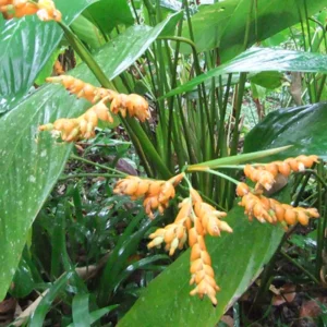 2 Yellow Heliconia Rhizomes, Multicolor Tropical Heliconia Well Rooted 10 Inc for Garden or Home Landscaping