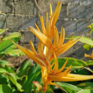 2 Yellow Heliconia Rhizomes, 6-10 Inc Tall, Bird Of Paradise Tropical Heliconia Roots, Live Rhizomes for Garden or Home Landscaping