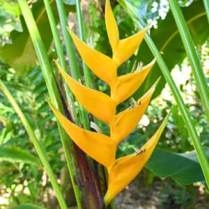 2 Yellow Heliconia Rhizomes, 6-10 Inc Tall, Bird Of Paradise Tropical Heliconia Roots, Live Rhizomes for Garden or Home Landscaping