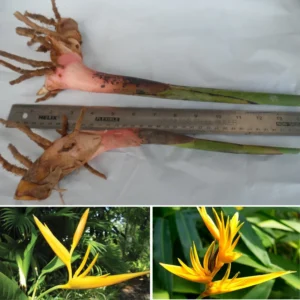 2 Tropical Yellow Heliconia Rhizomes, Live Heliconia Roots, 6-10 Inc Tall, Bird Of Paradise Heliconia Plant for Exotic Gardens