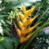 2 Tropical Yellow Heliconia Rhizomes, Live Heliconia Roots, 6-10 Inc Tall, Bird Of Paradise Heliconia Plant for Exotic Gardens