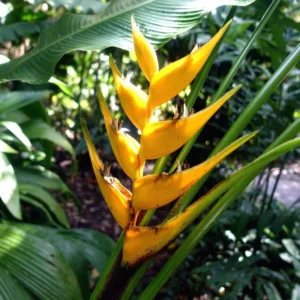 2 Tropical Yellow Heliconia Rhizomes, Live Heliconia Roots, 6-10 Inc Tall, Bird Of Paradise Heliconia Plant for Exotic Gardens