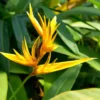 2 Tropical Yellow Heliconia Rhizomes, Live Heliconia Roots, 6-10 Inc Tall, Bird Of Paradise Heliconia Plant for Exotic Gardens