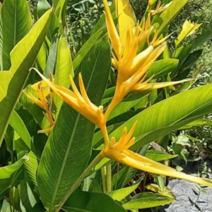 2 Yellow Heliconia Rhizomes, 6-10 Inc Tall, Bird Of Paradise Tropical Heliconia Roots, Live Rhizomes for Garden or Home Landscaping