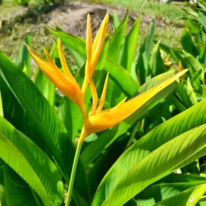 4 Heliconia Plant Roots, Live Yellow Heliconia Rhizomes, 6-10