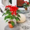 Poinsettia Plants Live in 4" Pot, Red Poinsettias Flowers Plant for Decoration, Flowering Poinsettia Plant, Live Houseplant Indoor Growing