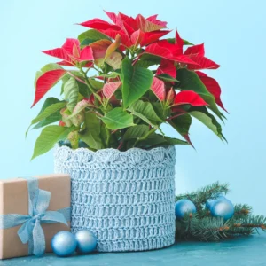 Poinsettia Plants Live in 4