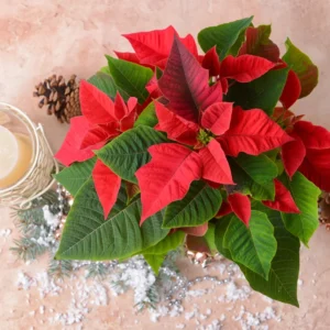 Poinsettia Plants Live in 4