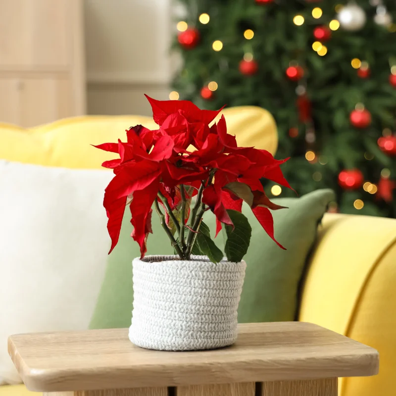 Poinsettia Plants Live in 4" Pot, Red Poinsettias Flowers Plant for Decoration, Flowering Poinsettia Plant, Live Houseplant Indoor Growing