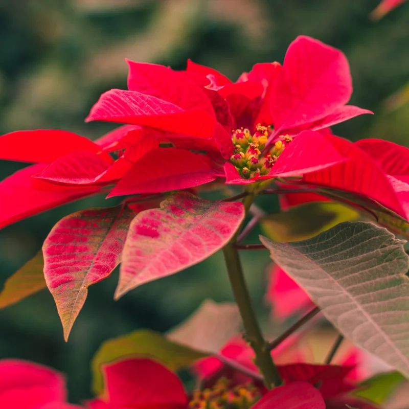 Poinsettia Plants Live in 4" Pot, Red Poinsettias Flowers Plant for Decoration, Flowering Poinsettia Plant, Live Houseplant Indoor Growing
