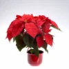 Poinsettia Plants Live, 4" Pot, Ornamental Red Poinsettia Plant, Poinsettias Live Plants, Indoor Plants Live Houseplant, Red Flowers Plants Live for Decoration
