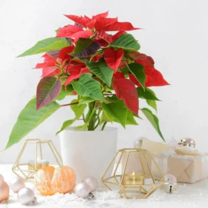 Poinsettia Plants Live, 4
