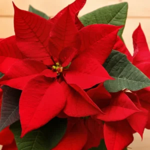 Poinsettia Plants Live in 4