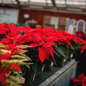 Poinsettia Plants Live in 4