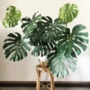 Monstera Plant Live, Indoor Monstera Plant, Live Monstera Deliciosa Plant Potted From 4 Inches Tall