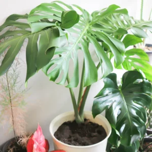Monstera Plant Live, Indoor Monstera Plant, Live Monstera Deliciosa Plant Potted From 4 Inches Tall