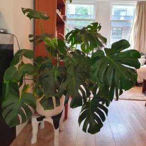 Monstera Plant Live, Indoor Monstera Plant, Live Monstera Deliciosa Plant Potted From 4 Inches Tall
